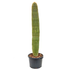 Columnar Cactus - Neobuxbaumia polylopha