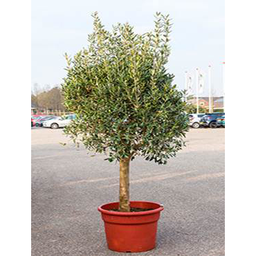 Large Olive Tree