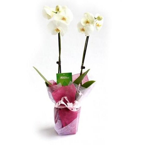 Phalaenopsis Orchid (2 stems) - Plant Store