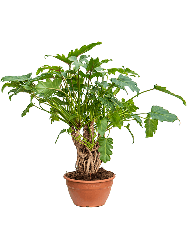 Philodendron - Xanadu plant