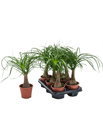 Beaucarnea nolina - Pony Tail Plant