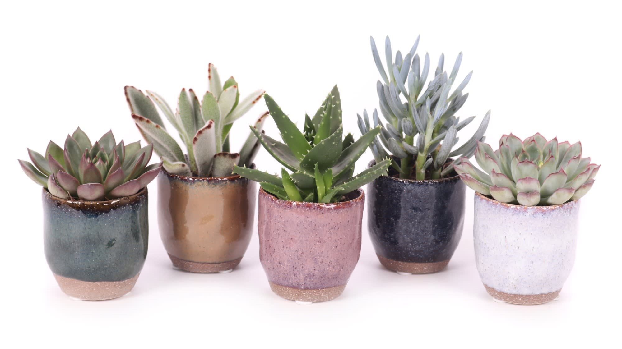 6 Succulents in Clay Pots