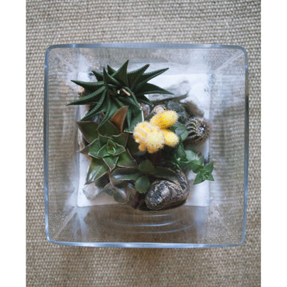 Glass Square Terrarium