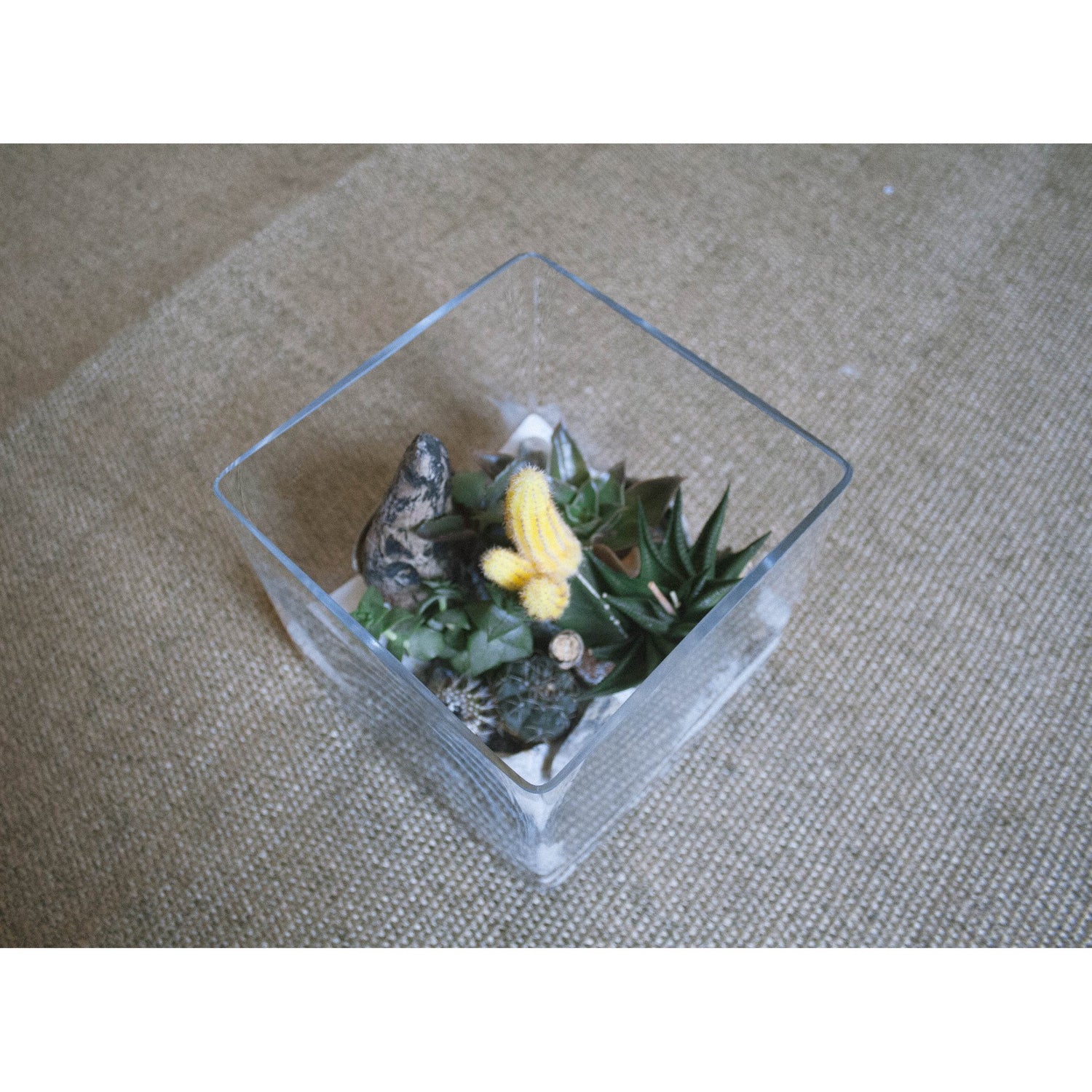 Glass Square Terrarium