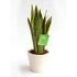 Snake Plant - Sansevieria trifasciata - 30cm - Plant Store