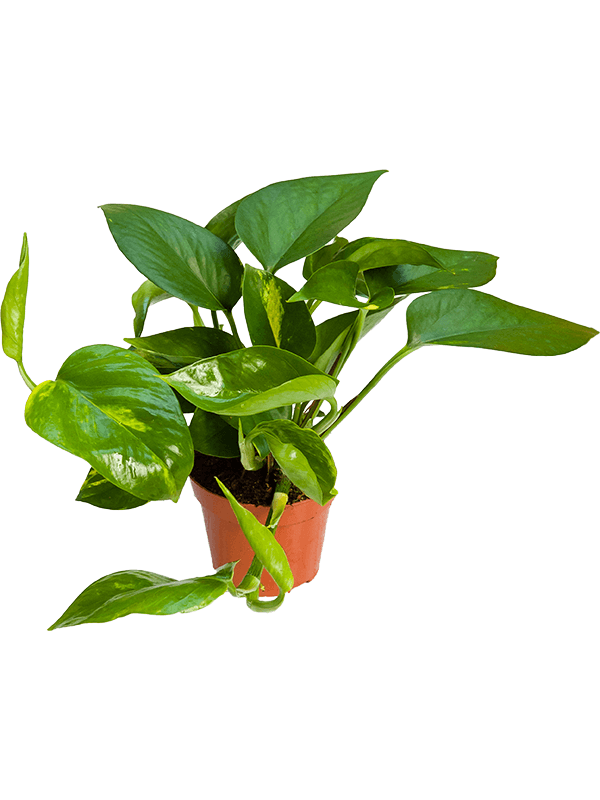 Small Scindapsus Aureum - Devil’s Ivy- Pothos