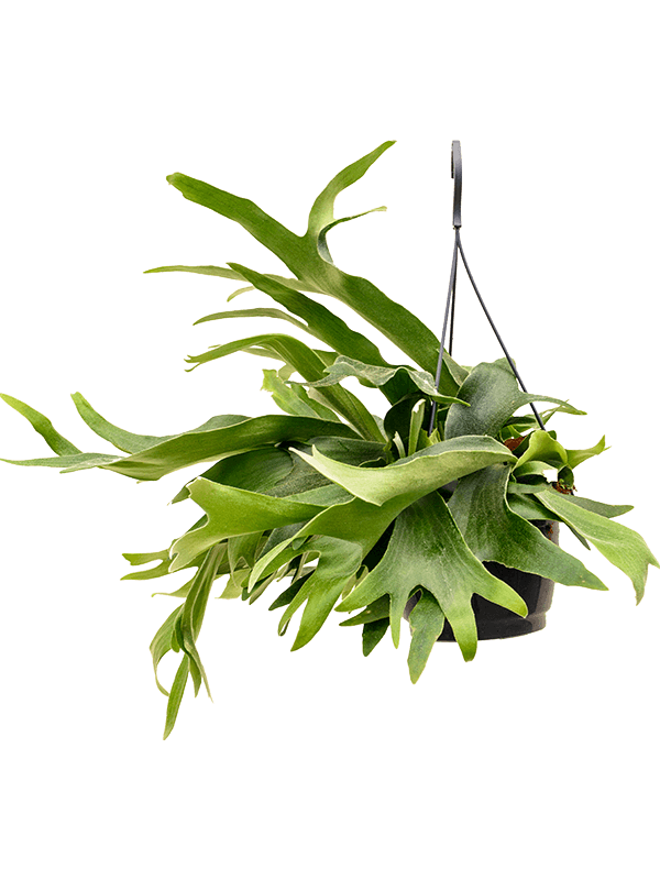 Staghorn Fern