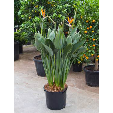 Large Strelitzia reginae - Bird of Paradise