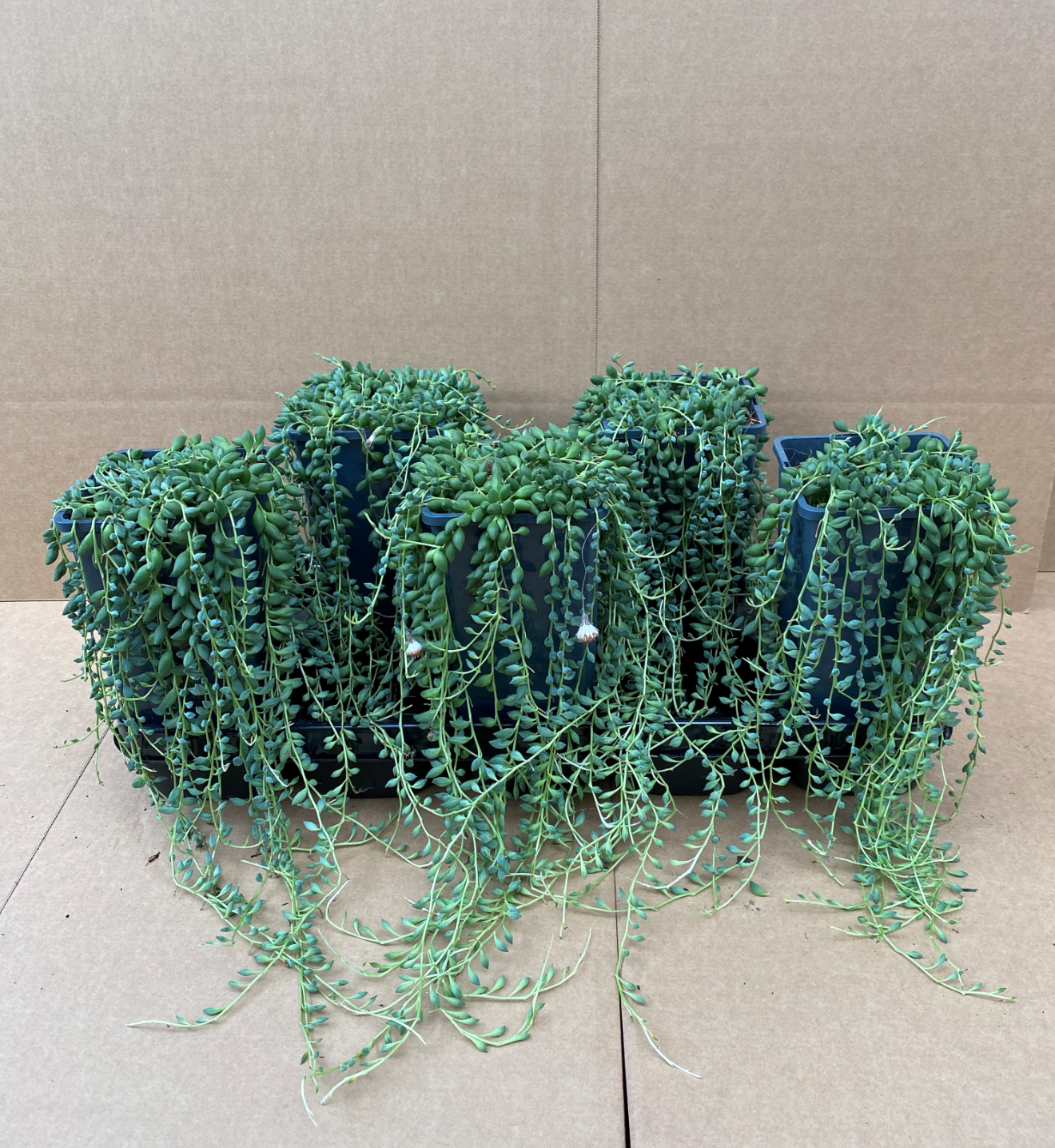 Senecio herreianus (String of Tears/ String of Pearls) - Sold Seperately