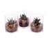 Succulent in Glass 