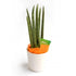 Poker Succulent Plant - Plant Store