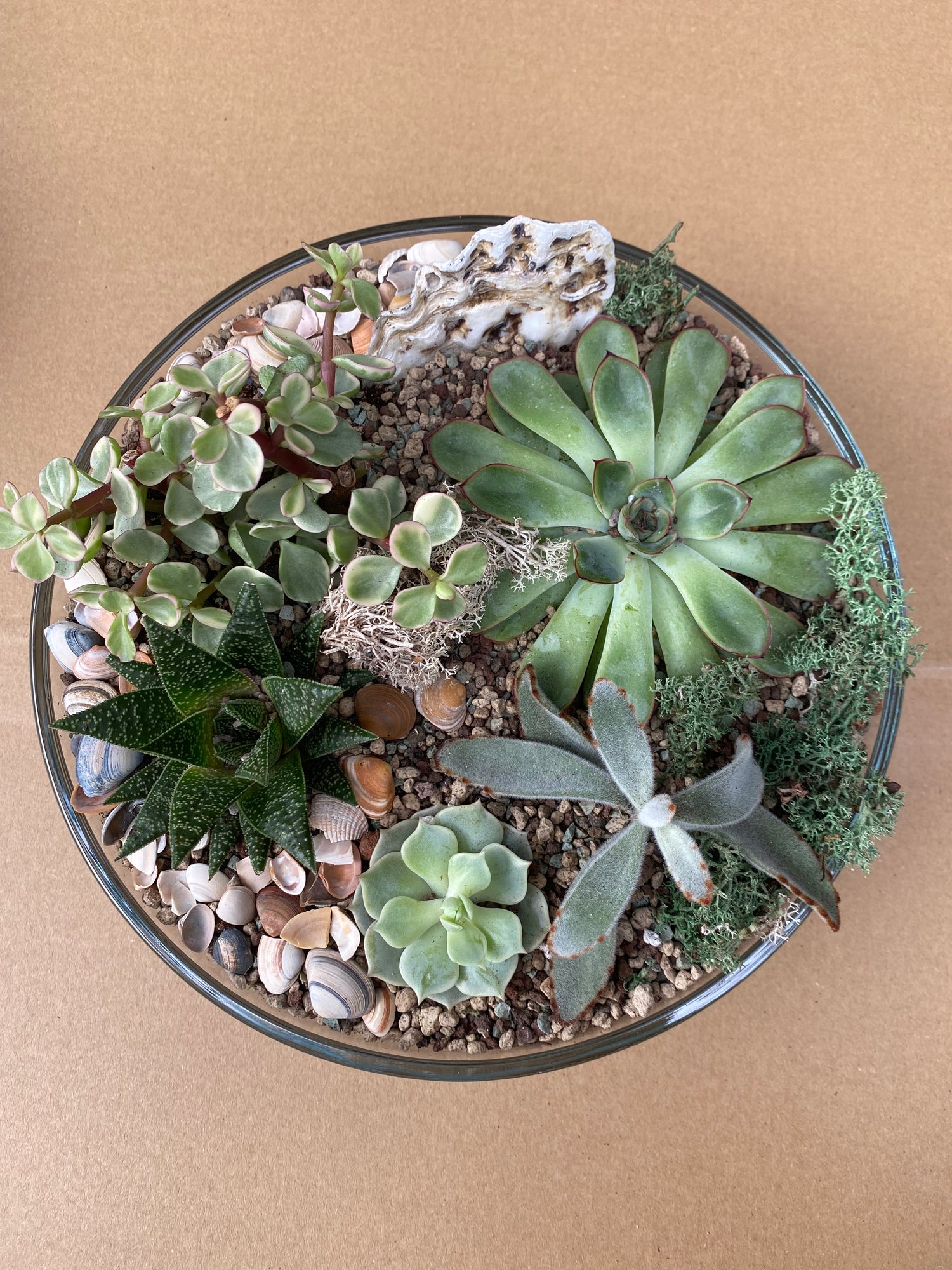 Terrarium Bowl