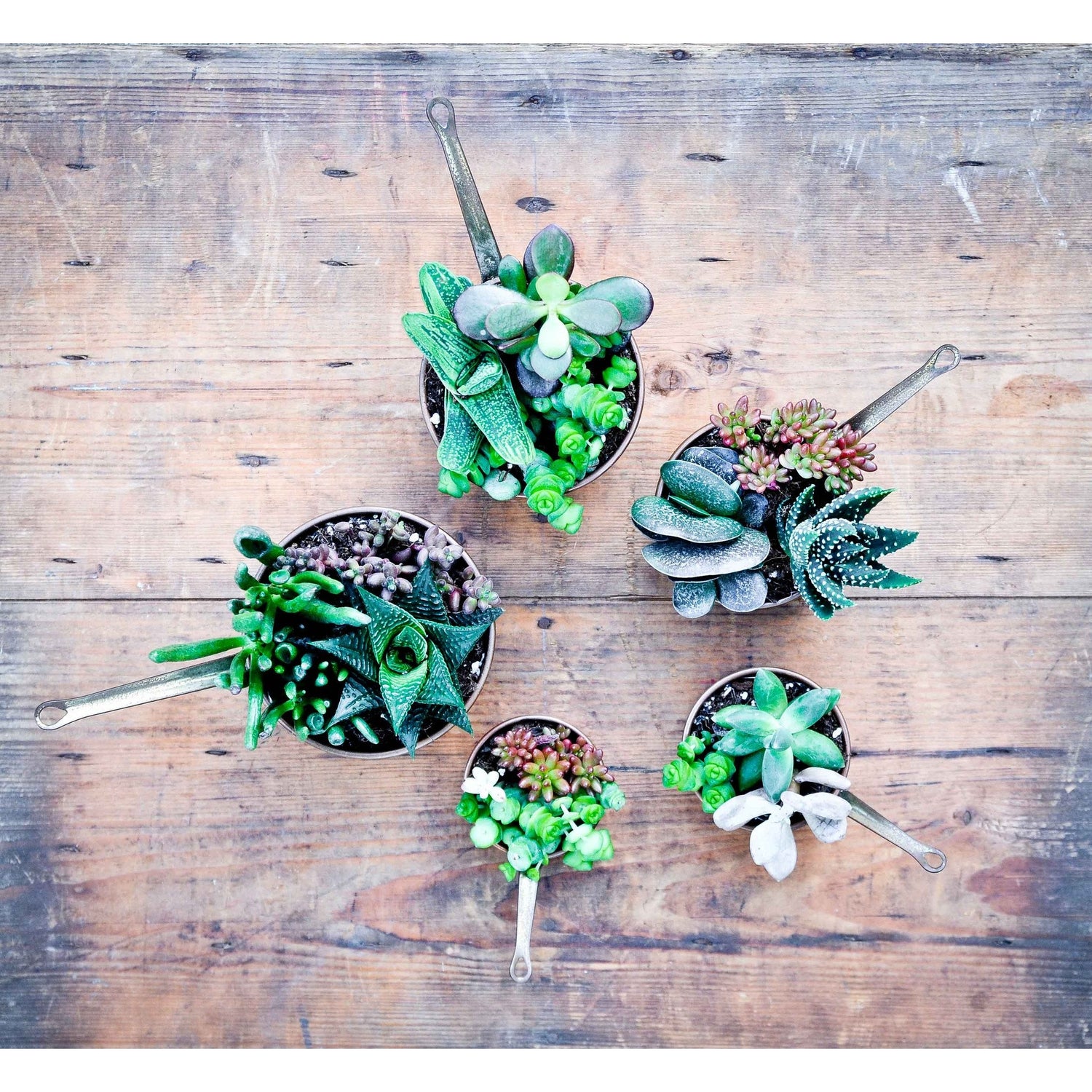Succulent Saucepan Set (two saucepans) - Plant Store