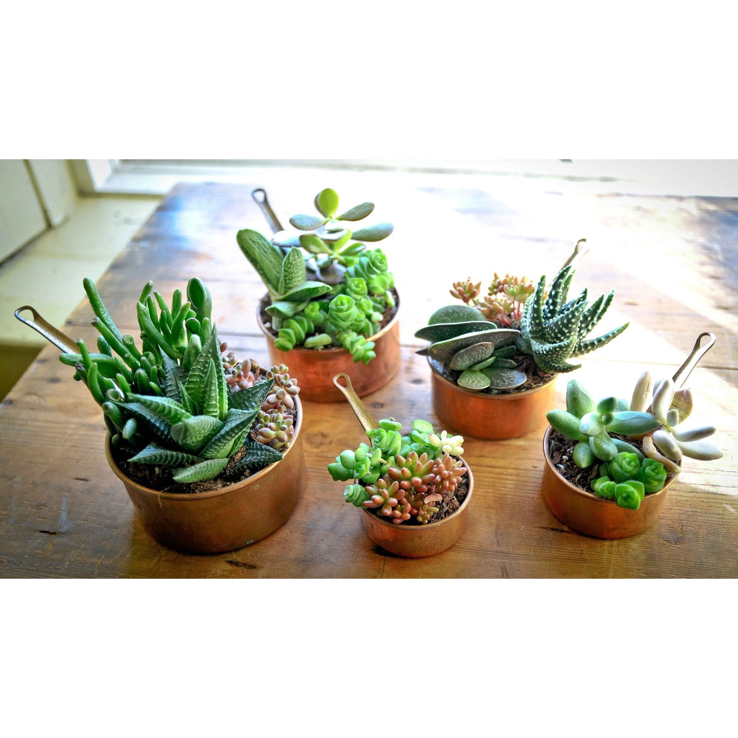 Succulent Saucepan Set (two saucepans) - Plant Store