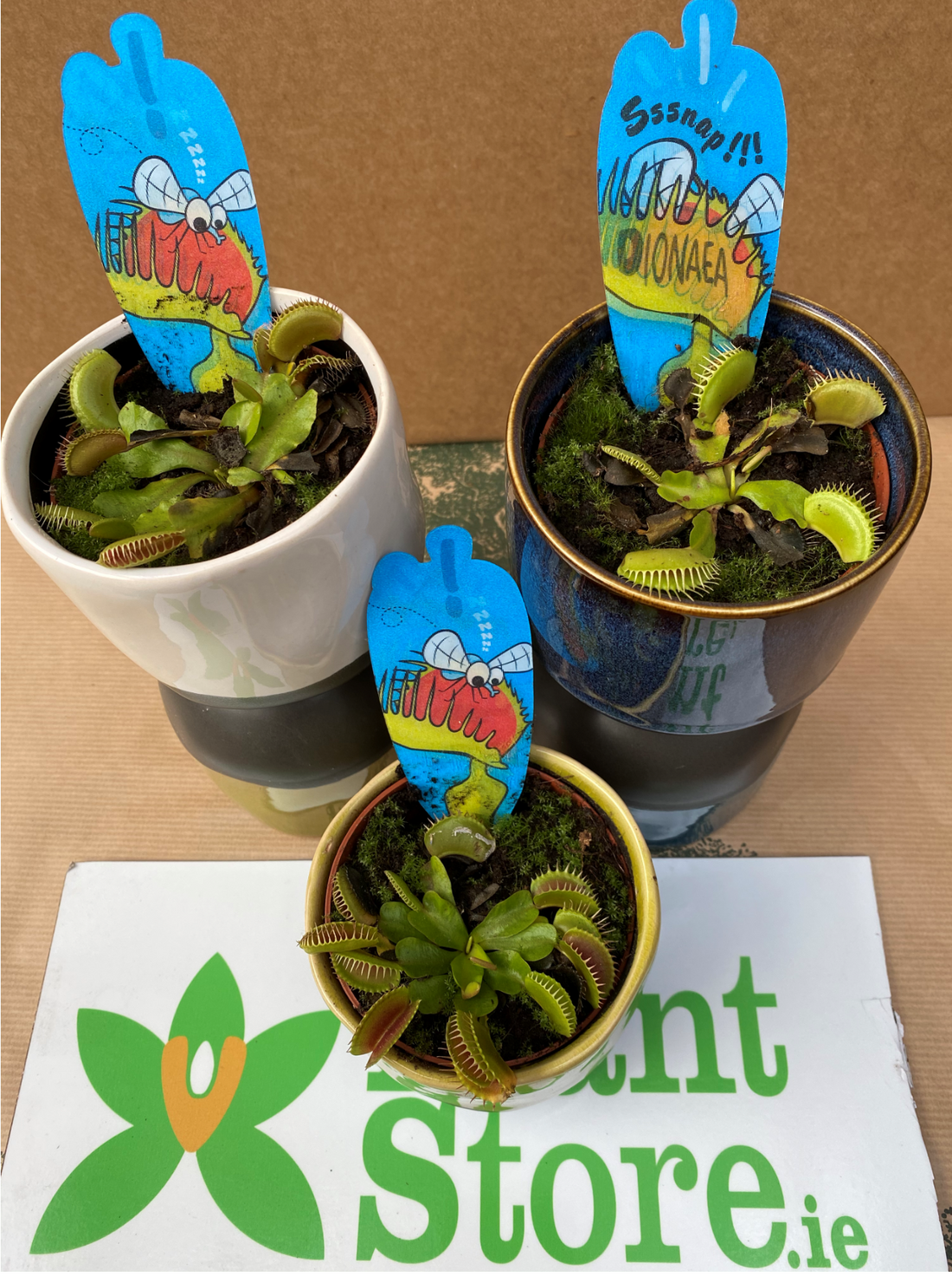 Dianaea muscipula (Venus Fly Trap) - Sold Seperately