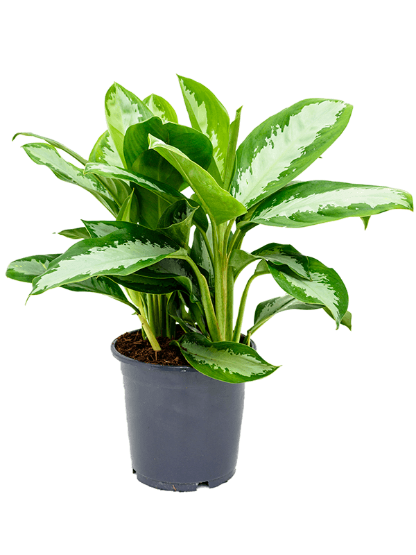 Aglaonema