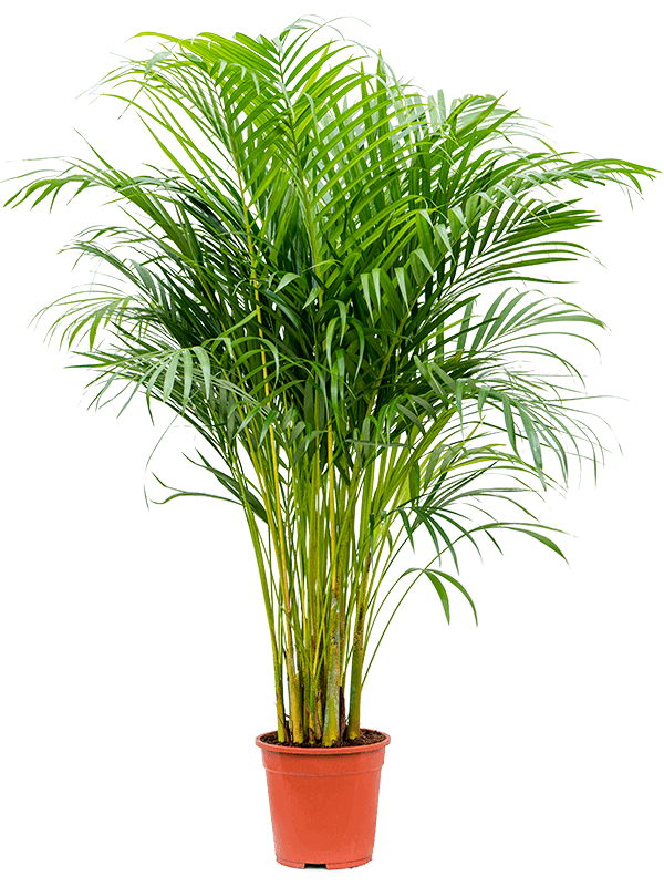 Areca Palm- Medium (130cm)
