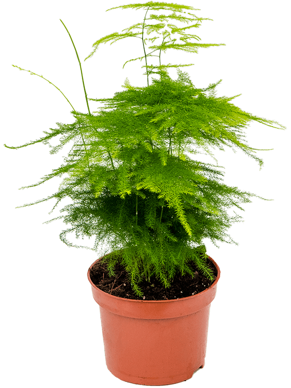 Asparagus Fern