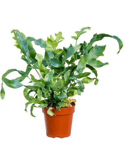 Blue Fern - Phlebodium Aurem