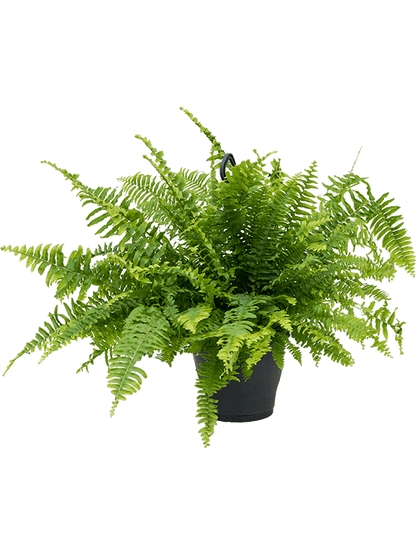 Boston Fern