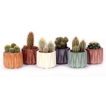 6 Cacti in Clay Pots