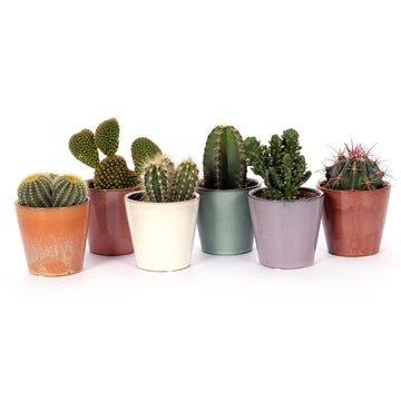6 Cacti in Clay Pots