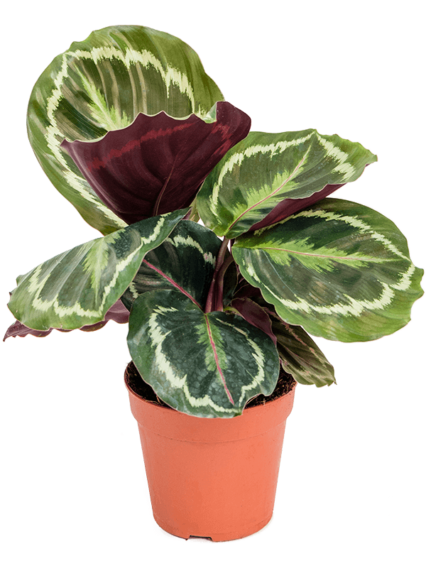 Calathea Medallion - 30cm