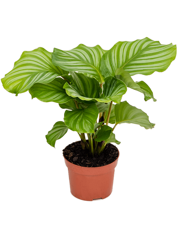 Calathea Orbifolia - 35cm
