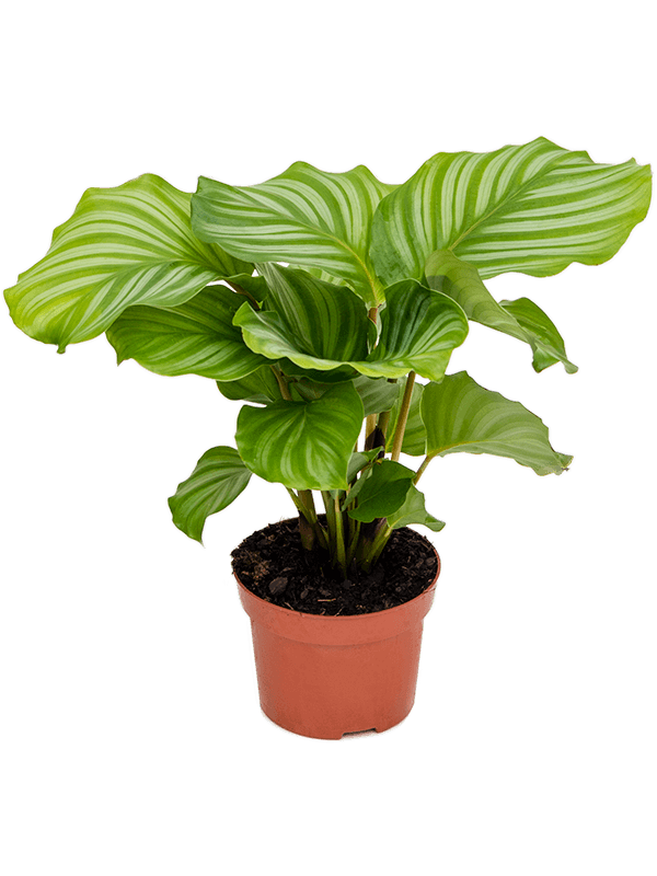 Calathea Orbifolia - Prayer Plant - 30cm