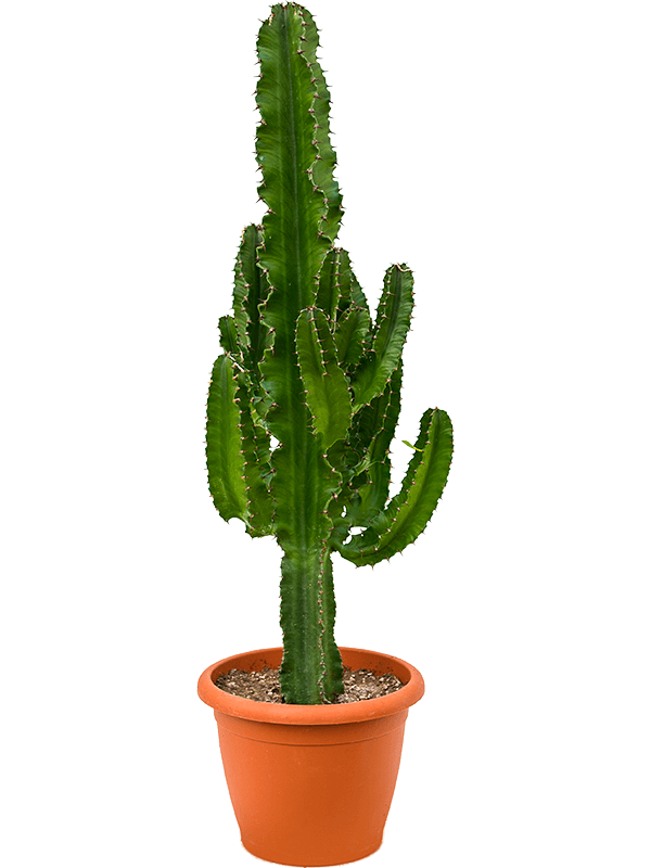 Euphorbia ingens - Cowboy Cactus - 100cm