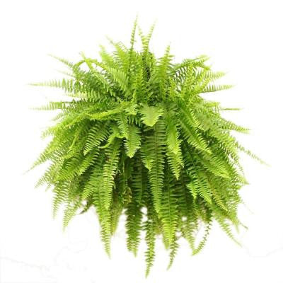 Boston Fern - Plant Store