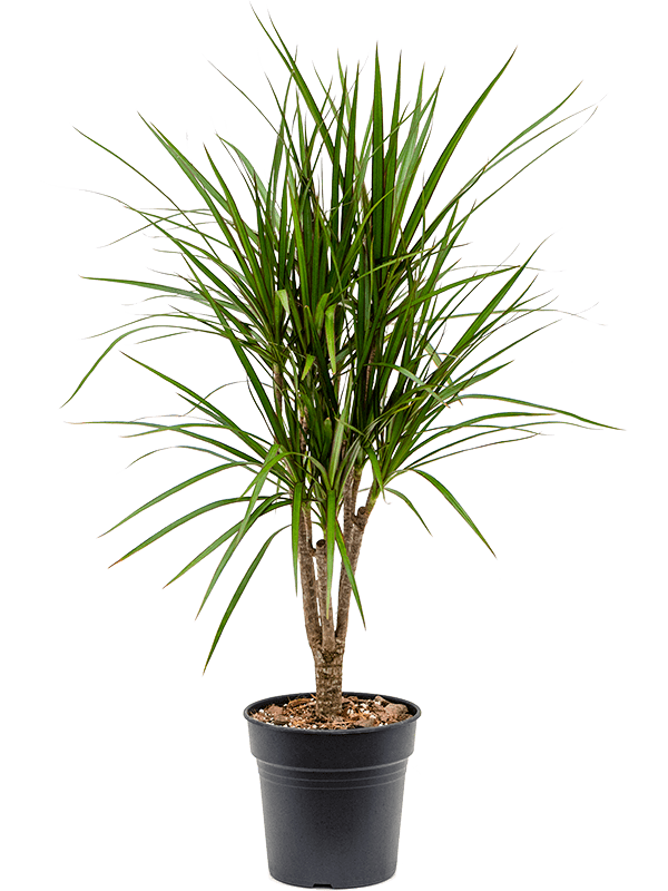 Dracaena Marginata - 90cm