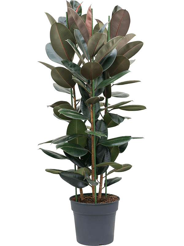Ficus elastica - The Rubber Plant