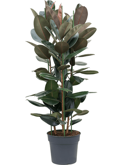 Ficus elastica - The Rubber Plant 100cm - Plant Store