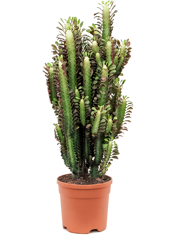 Euphorbia trigona rubra - 55cm