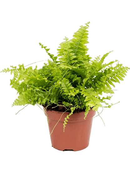 Boston Fern