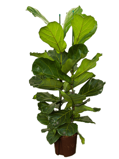 Ficus lyrata - Fiddle Leaf Fig- 110cm