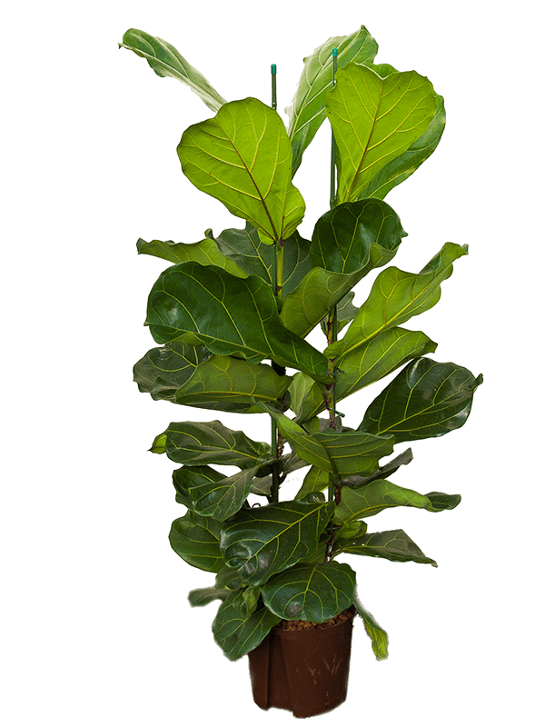 Ficus lyrata - Fiddle Leaf Fig- 110cm