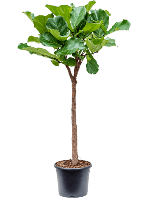 Ficus lyrata- Fiddle Leaf Fig- 160cm