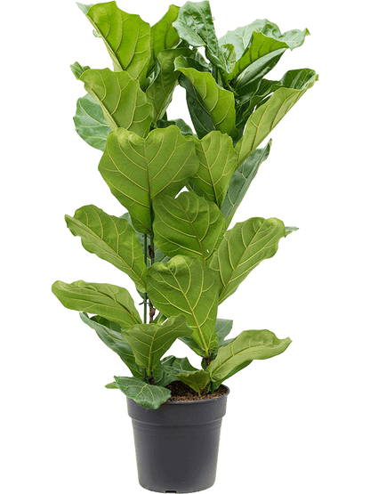 Ficus lyrata - Fiddle Leaf Fig- 110cm