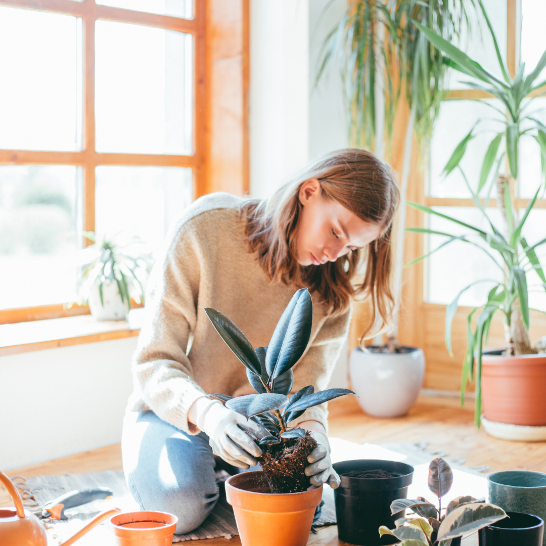 DIY Indoor Plant Jungle Kit (Large)