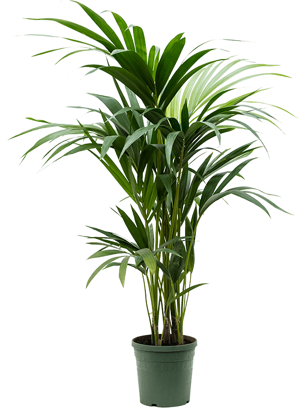 Kentia Palm- Small - 110cm