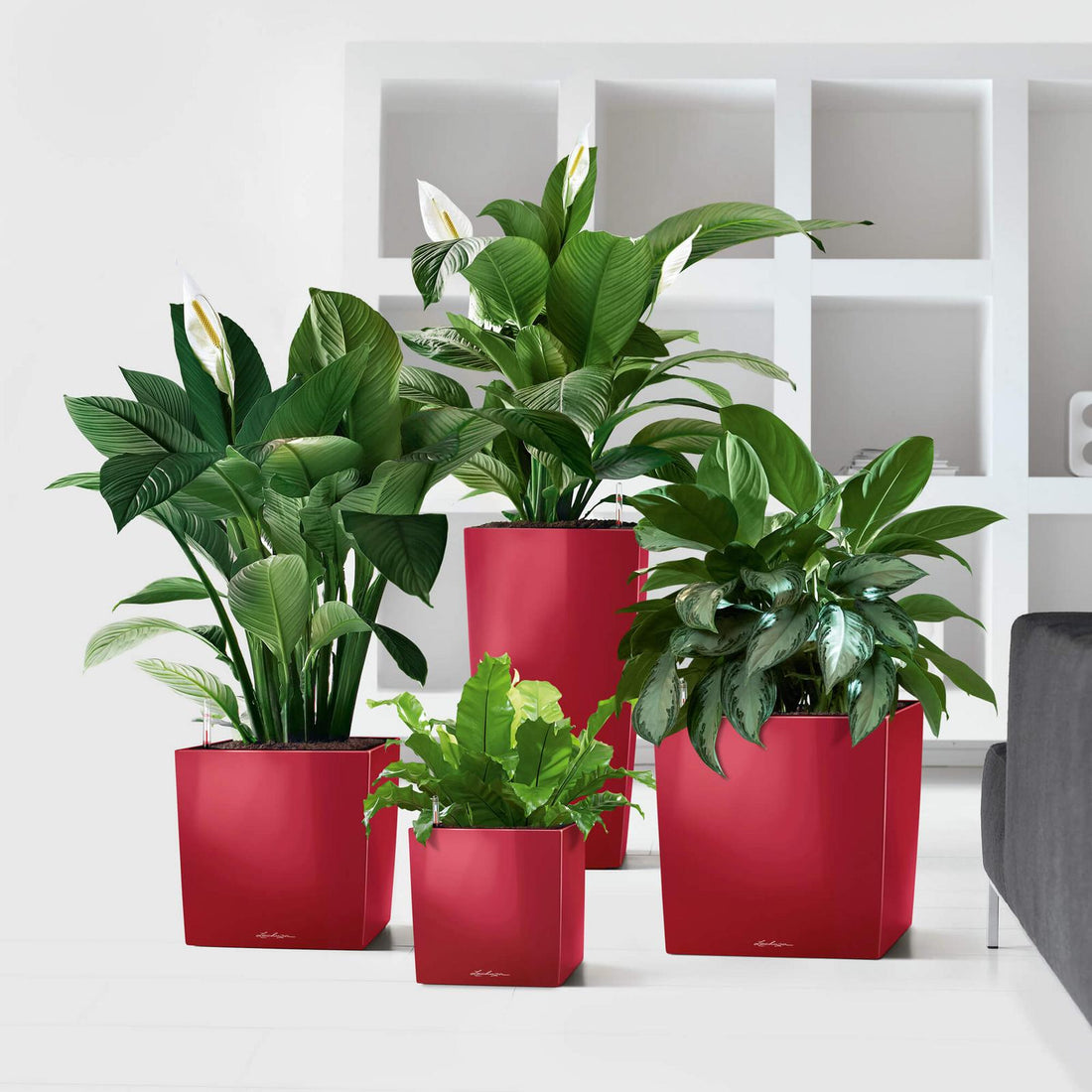 Lechuza Cube Plant Containers