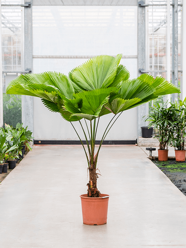 Licuala Grandis - 135cm