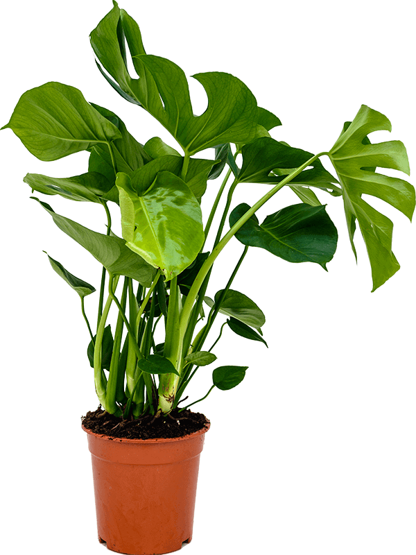 Medium Monstera deliciosa- Swiss Cheese Plant - 60cm