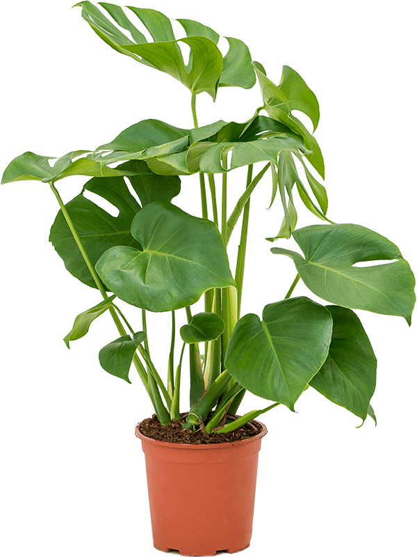 Large Monstera deliciosa- Swiss Cheese Plant- 80cm