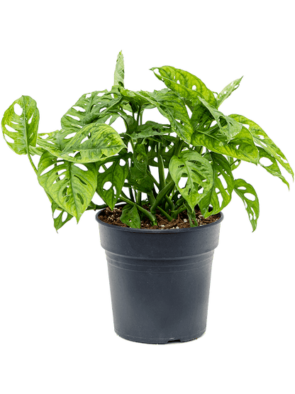 Monstera Obliqua - 35cm