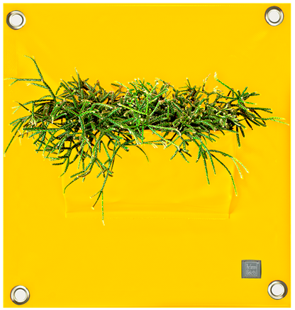 Verti-Grows - Plant Store