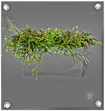 Verti-Grows - Plant Store