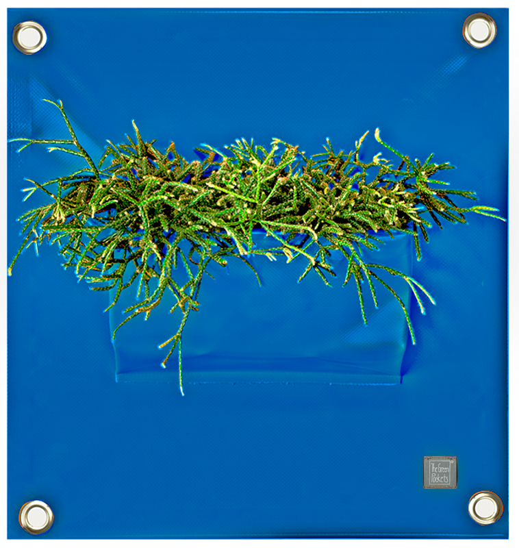 Verti-Grows - Plant Store